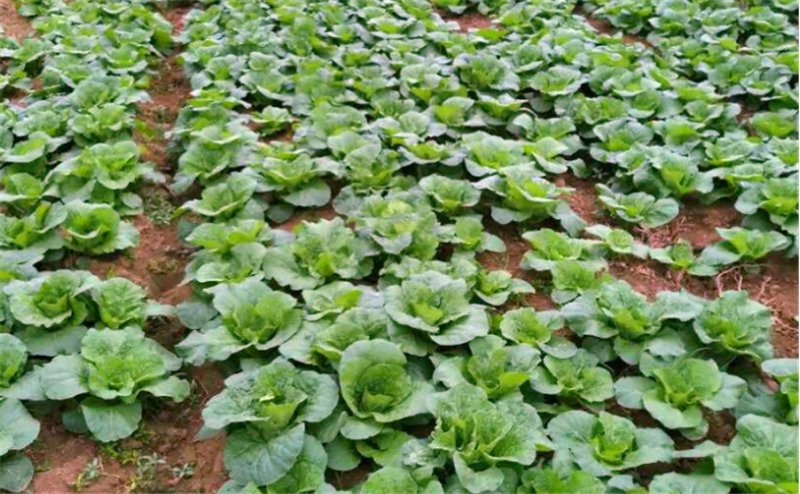 不过一定要充分腐熟,避免其中有病菌危害到后面娃娃菜的生长,在后续