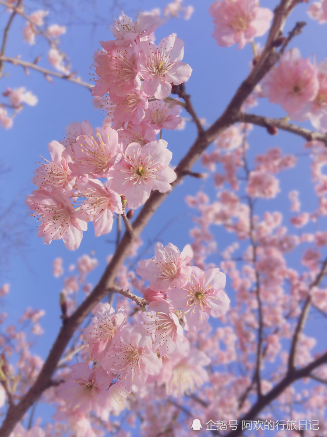 都說武漢東湖櫻花園櫻花浪漫唯美，原來里面的油菜花也有異曲同工之妙(圖2)