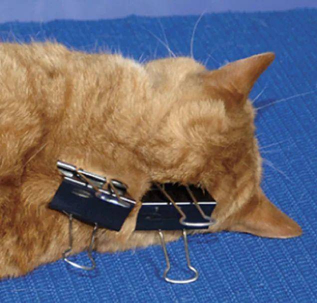 老虎|猫妈妈叼着小猫时，小猫会被“催眠”，老虎也会这样吗？