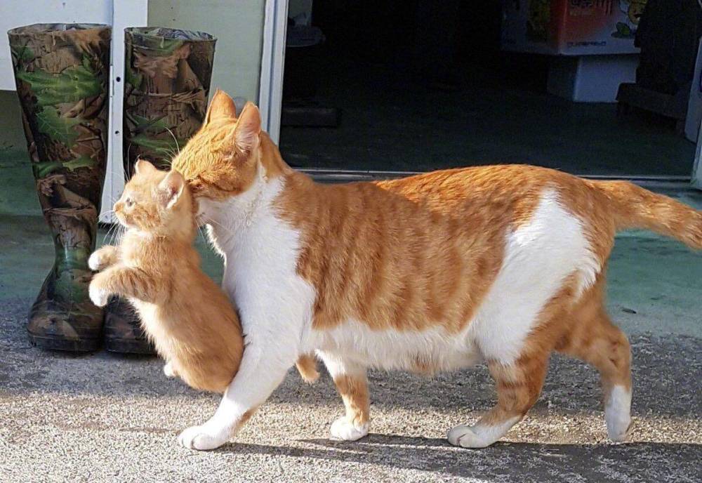 老虎|猫妈妈叼着小猫时，小猫会被“催眠”，老虎也会这样吗？