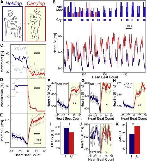 老虎|猫妈妈叼着小猫时，小猫会被“催眠”，老虎也会这样吗？