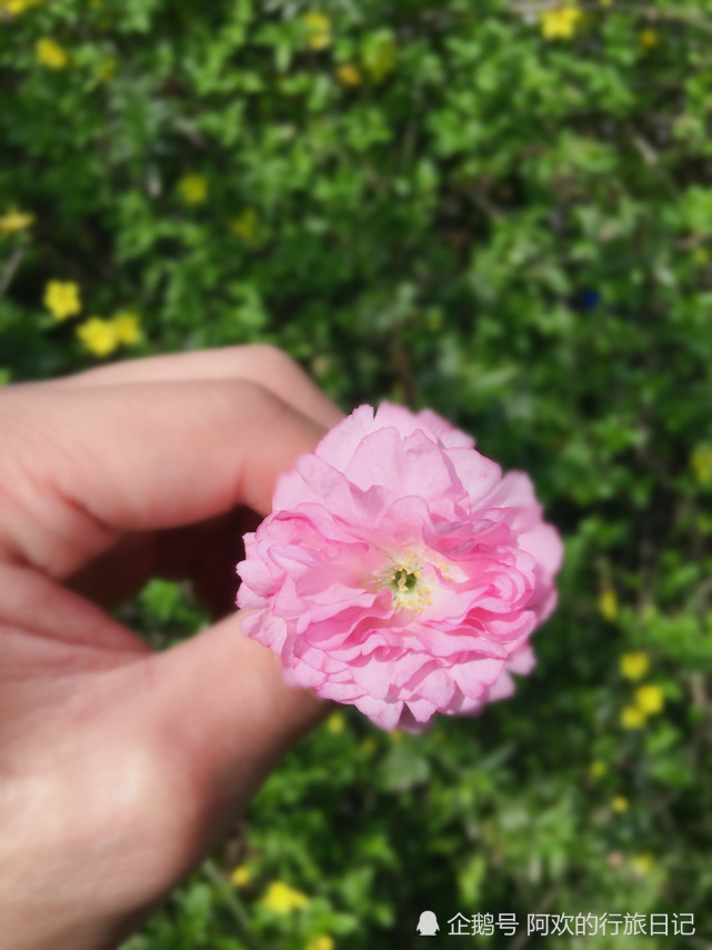 都说武汉东湖樱花园樱花浪漫唯美，原来里面的油菜花也有异曲同工之妙(图5)