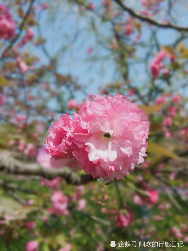 都说武汉东湖樱花园樱花浪漫唯美，原来里面的油菜花也有异曲同工之妙(图4)