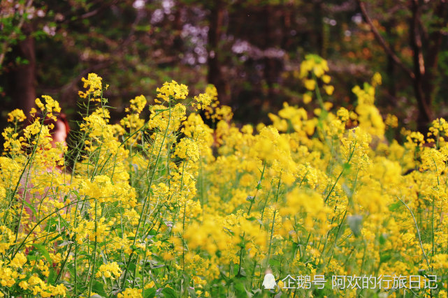 都说武汉东湖樱花园樱花浪漫唯美，原来里面的油菜花也有异曲同工之妙(图10)