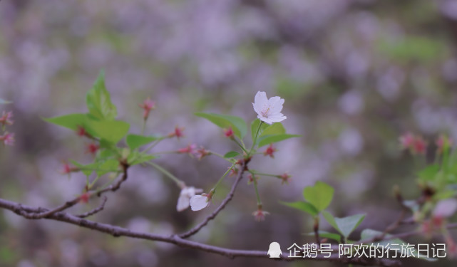 都说武汉东湖樱花园樱花浪漫唯美，原来里面的油菜花也有异曲同工之妙(图6)