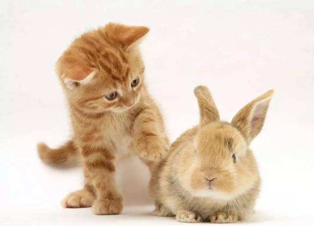 很多人未读过的猫与兔是鲁迅先生笔下蒙尘的明珠