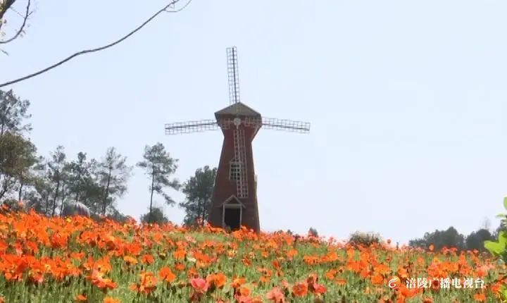 美极了 涪陵古今花海40余亩花开了 腾讯新闻