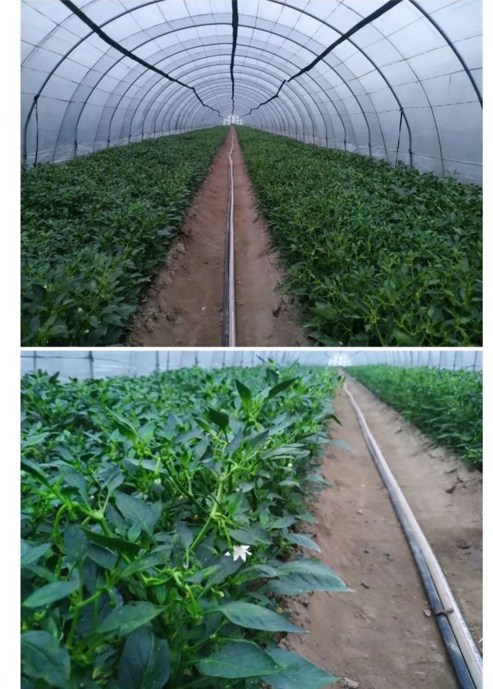基地 合作社 互联网!高安石脑左家敖村村 靠大棚蔬菜苗致富!