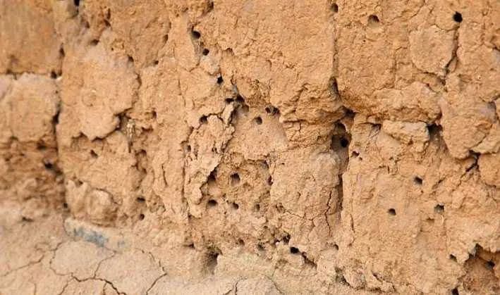 头条土墙掏蜂的童年