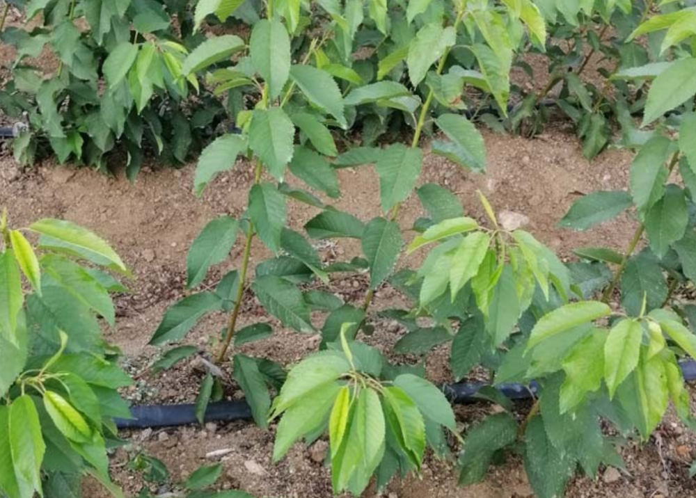 大樱桃开花坐果少怎么办用什么药辅助授粉