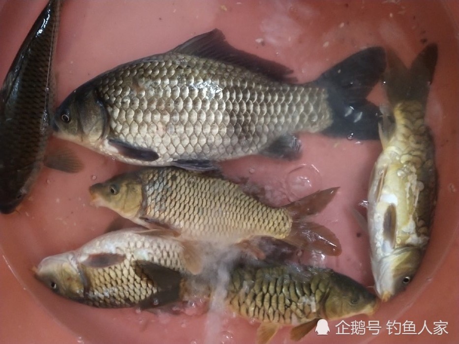 春季釣鯽魚釣獲罕見2斤的巨型鯽魚野釣鯽魚詳細攻略教學