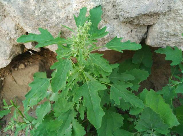 老一輩都認識的野菜,名叫