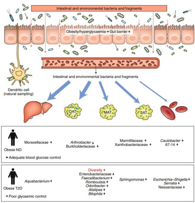 科学家首次破解肥胖2型糖尿病患者血液 肝脏和脂肪组织中的微生物特征
