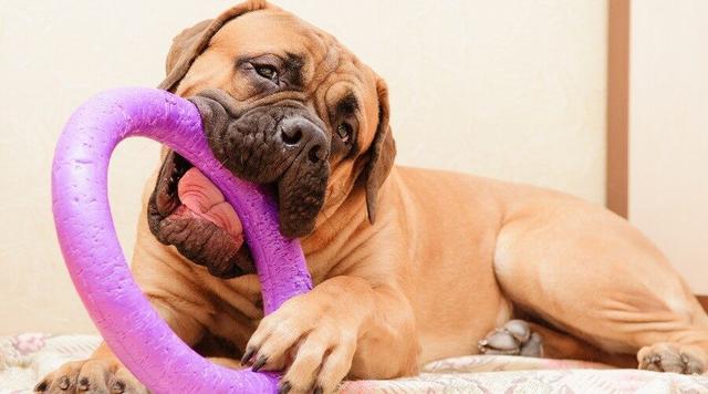 给狗狗玩具任它玩就可以了?这五个关于狗狗玩具的误区,你犯了吗