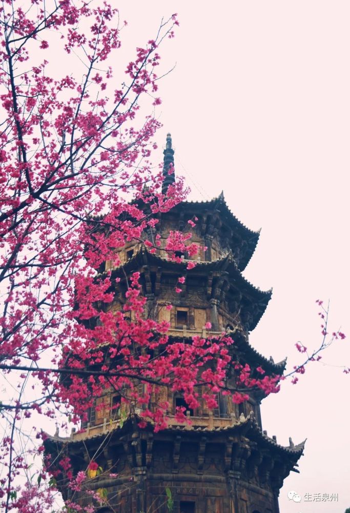 泉州开元寺樱花图片图片