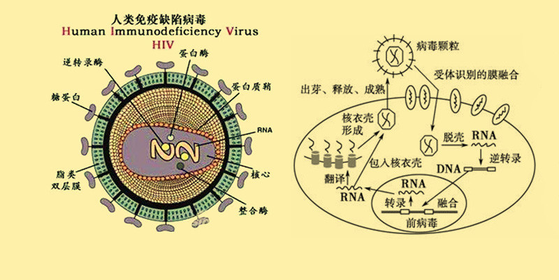 艾滋病病毒一直没有疫苗,为何新冠病毒就有把握研制出疫苗来?