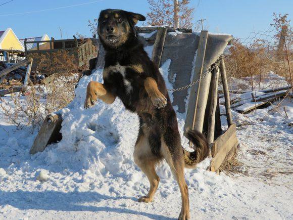 中國優秀的鄂倫春獵犬,無奈正在逐漸消失!估計你都沒見過