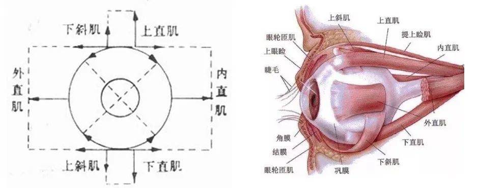 控制眼球运动的六条肌肉你分清楚了吗?