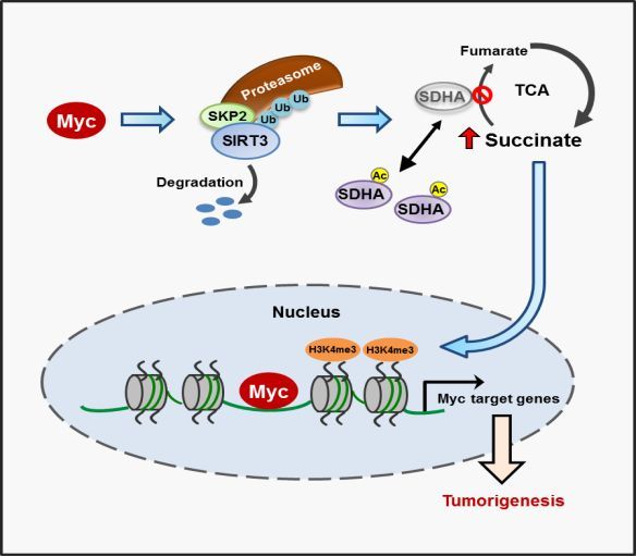 该论文以myc-mediated sdha acetylation triggers epigenetic