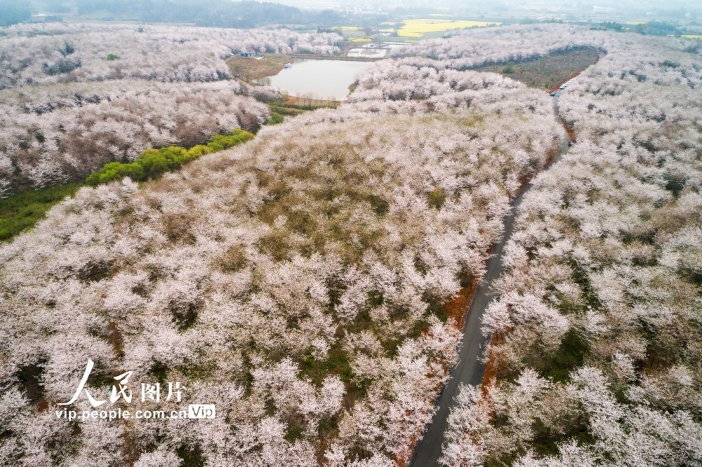 2020年3月22日,在安徽省宣城市郎溪縣十字鎮新和村,漫山遍野的櫻花