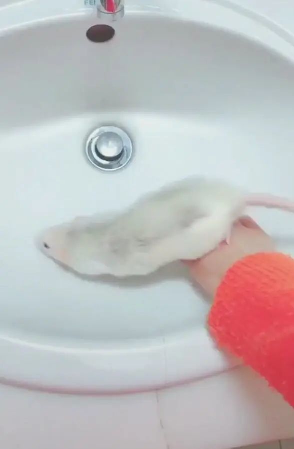 仓鼠被扔进洗手池开起水龙头洗澡独自搓澡萌翻众人
