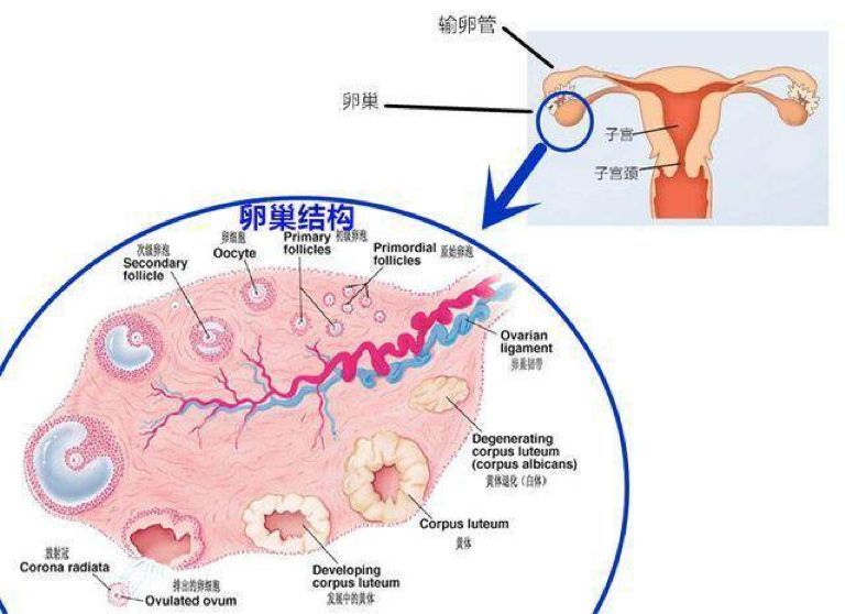 孕9周合并卵巢囊肿蒂扭转,疫情期急诊手术卵巢保住,宝宝平稳