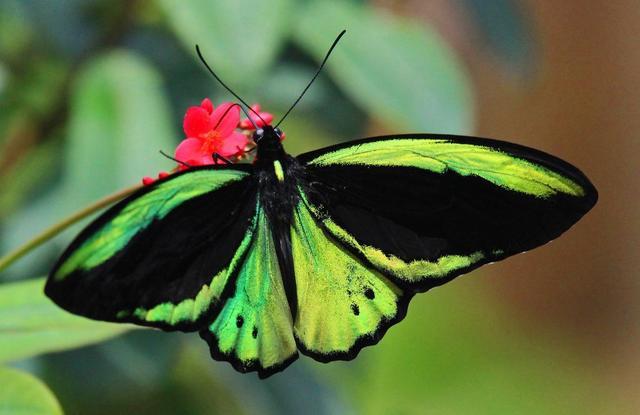 印度尼西亞國蝶 金綠鳥翼鳳蝶ornithoptera priamus