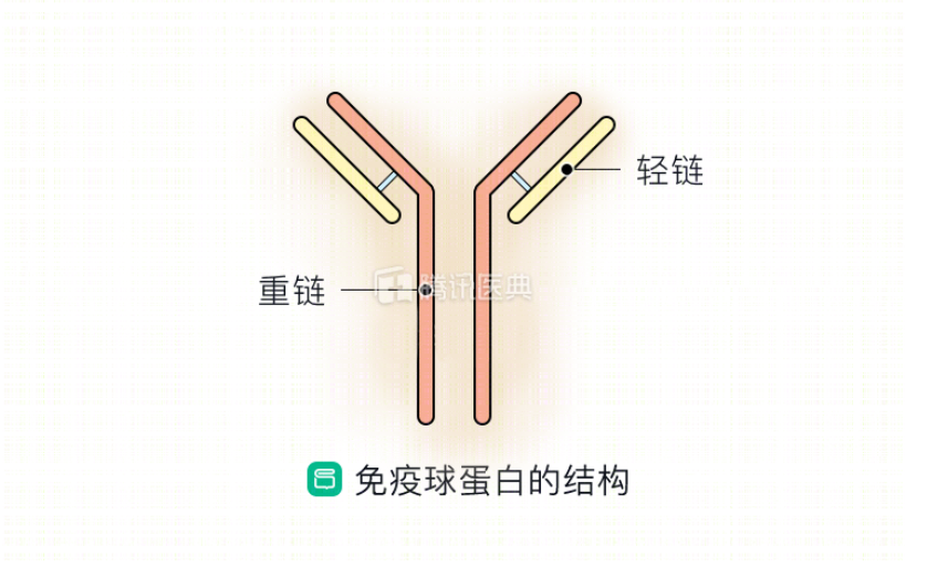 有研究比较了在甲肝病毒暴露后 2 周内注射免疫球蛋白或甲肝疫苗的