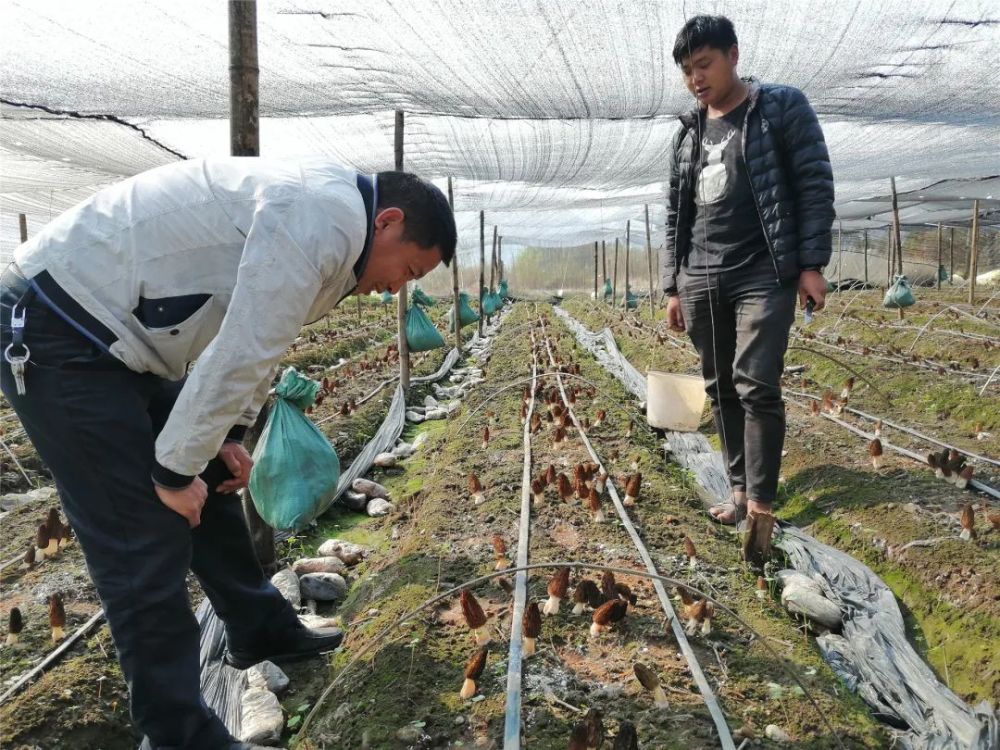 羊肚菌和地裡忙碌的採摘工人,周朝永心裡美滋滋的: