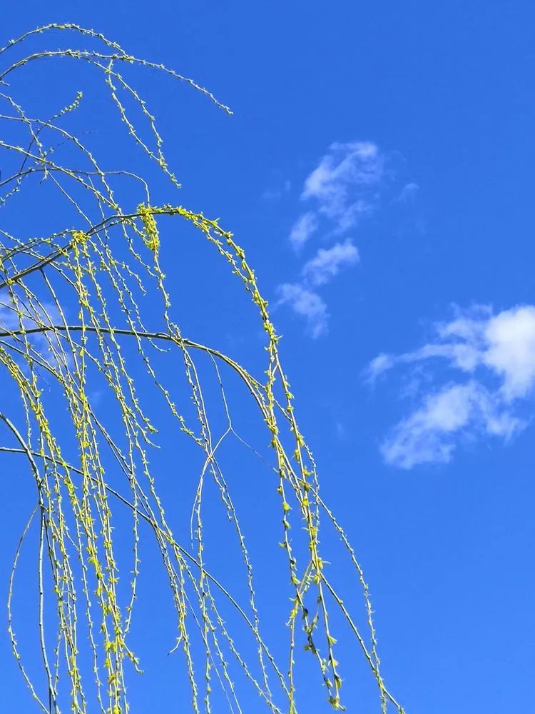 没有哪个冬天, 人们是这样的渴望阳光明媚的春天.