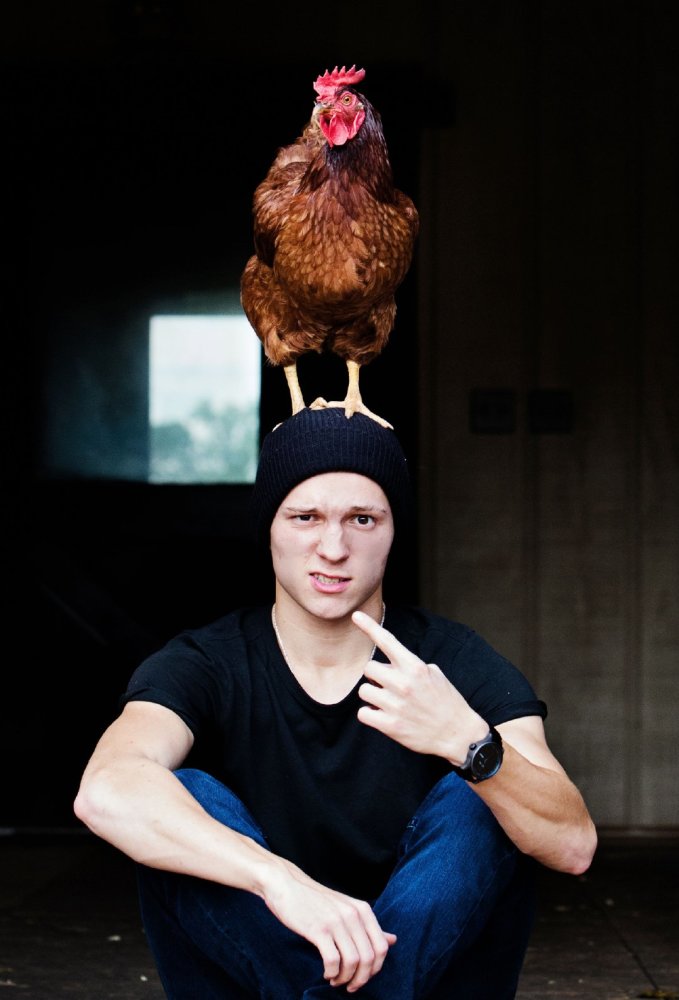 "蜘蛛侠"荷兰弟超市抢不到鸡蛋,买三只母鸡回家等下蛋