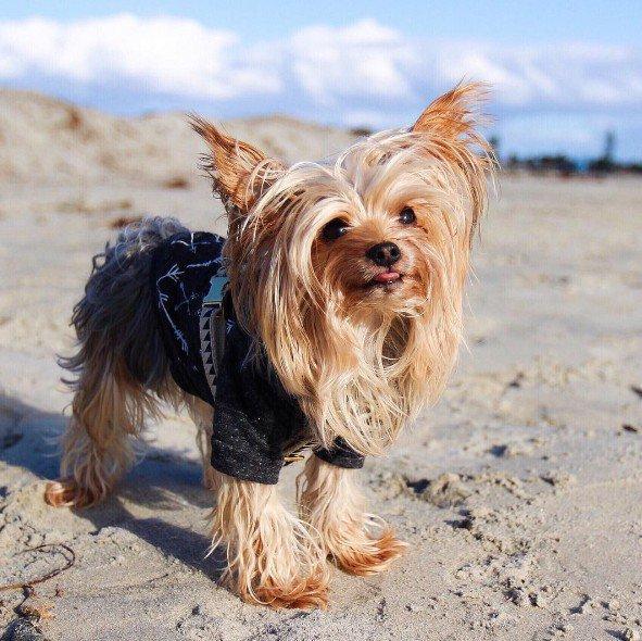 狗狗品种介绍图鉴10期——约克夏