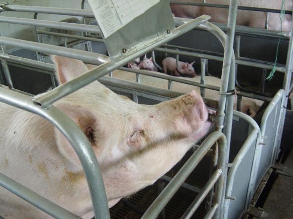 产后母猪护理要点 窝均断奶数提高2头的管理方法 腾讯新闻