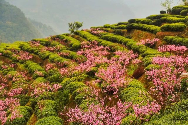 层层叠叠的梯田桃花沐浴在春光里,暖风蘸着花香把整个山村都染成桃色.