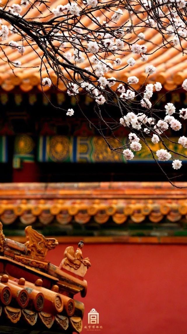 看,故宫里的春天!