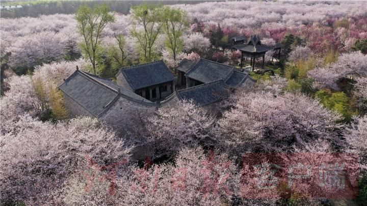 许昌鄢陵唐韵樱花园景区万余棵樱花争相绽放如云似雪
