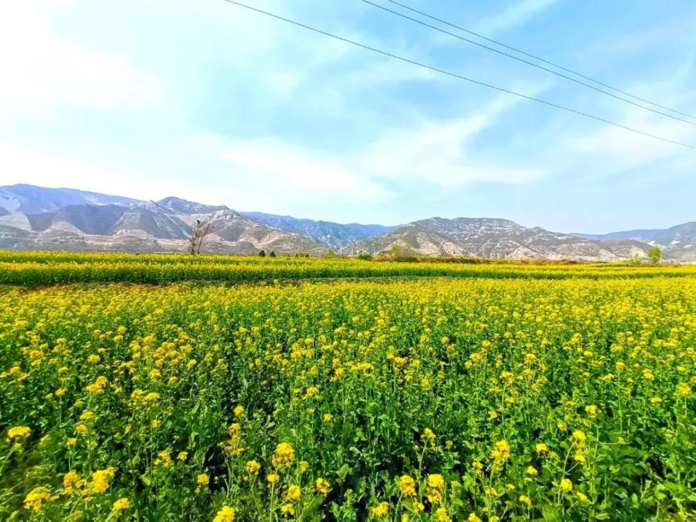 临汾春游必选,龙澍峪千亩油菜花海开园