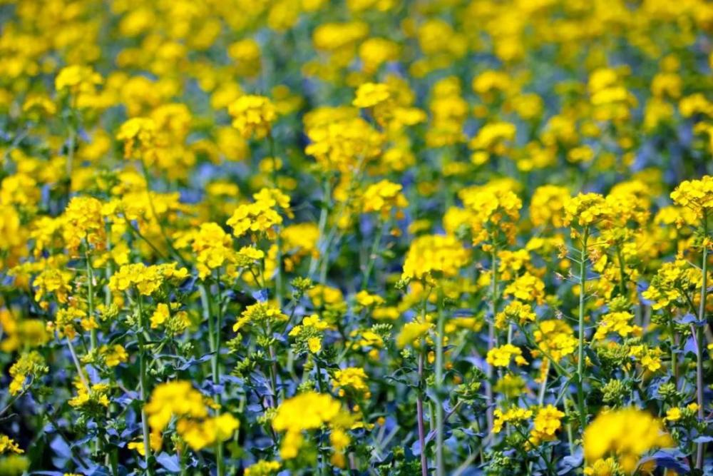 临汾春游必选龙澍峪千亩油菜花海开园