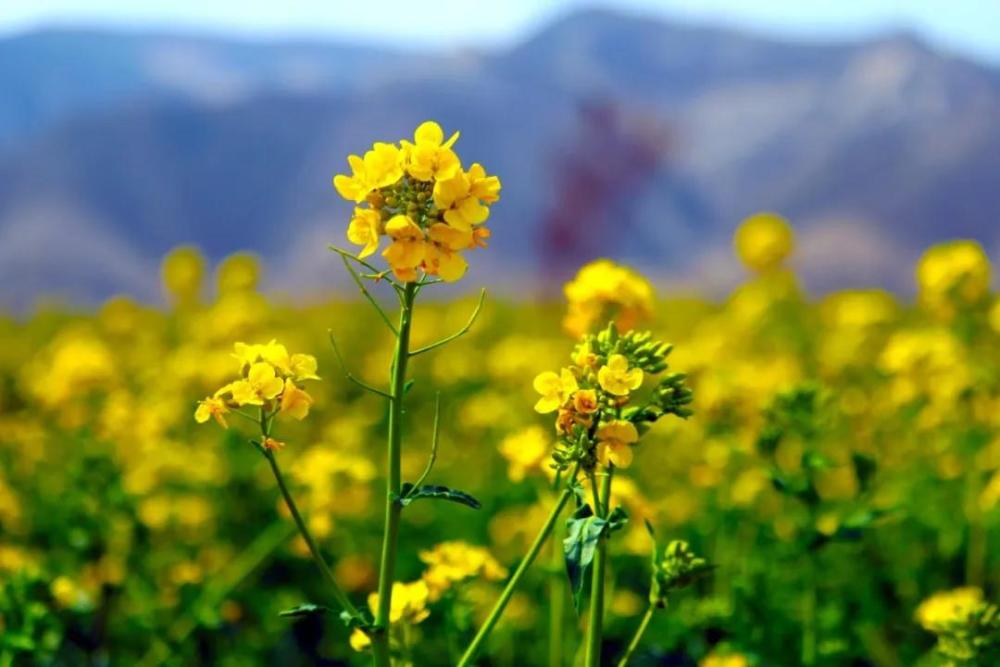 临汾春游必选龙澍峪千亩油菜花海开园
