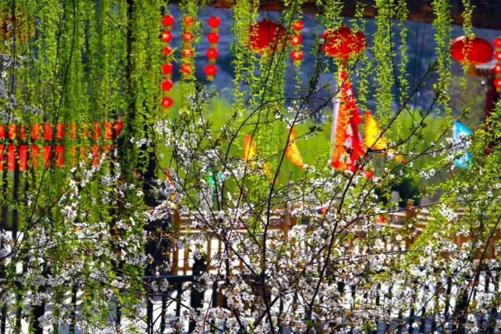 临汾春游必选,龙澍峪千亩油菜花海开园