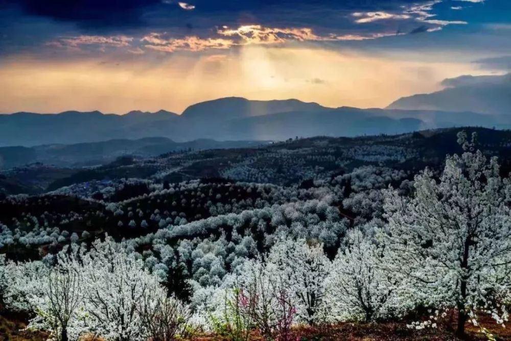 美艳至极的万亩花海,藏在深山的梨花寨!