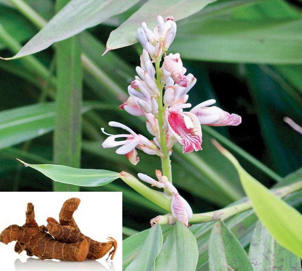 洋姜,沙姜,木姜子,到底和姜是什么关系?_腾讯新闻