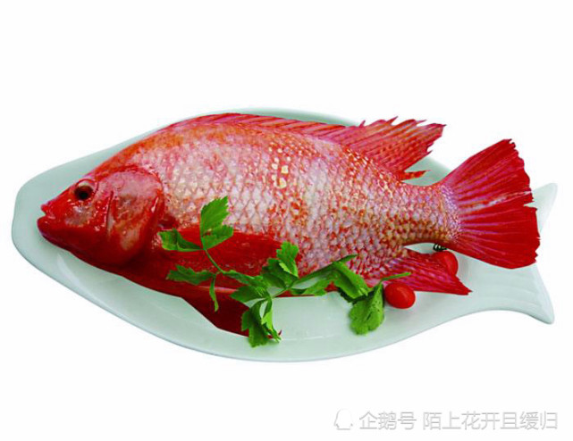 罗非鱼体色变红还能不能食用 那得分是哪种情况 红罗非鱼 热带鱼