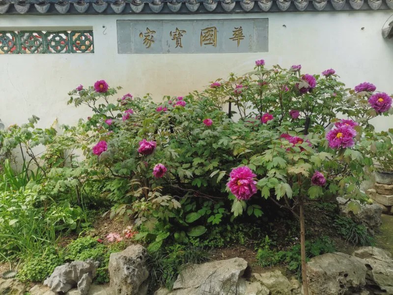 无锡小娄巷的百年牡丹如期开花今年开了85朵