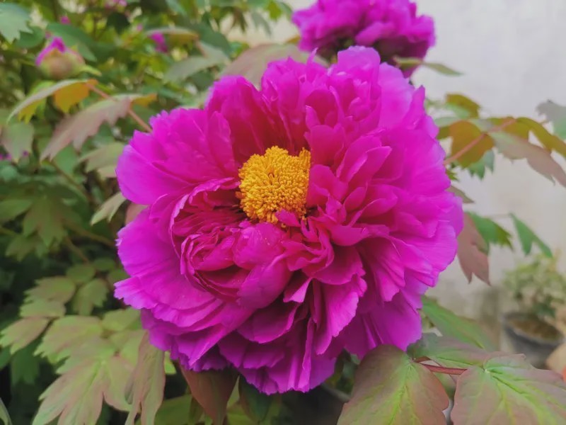 无锡小娄巷的百年牡丹如期开花今年开了85朵