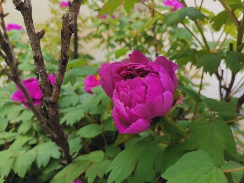 无锡小娄巷的百年牡丹如期开花今年开了85朵