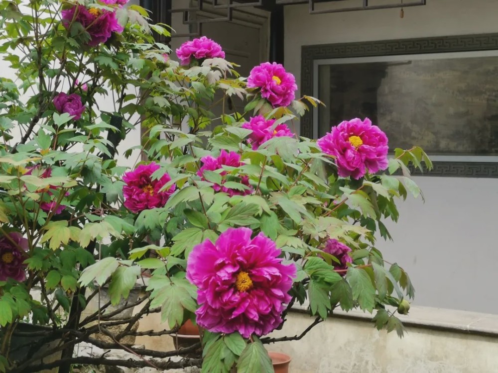 无锡小娄巷的百年牡丹如期开花,今年开了85朵
