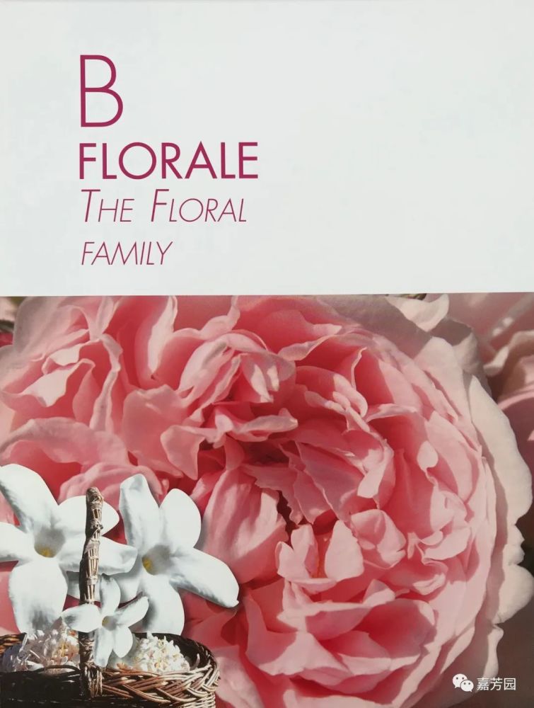 花香调florale Aromachologie 气味笔记气味疗法 腾讯新闻