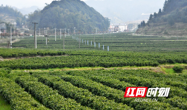 摘下這一抹嫩綠 常寧塔山奏響