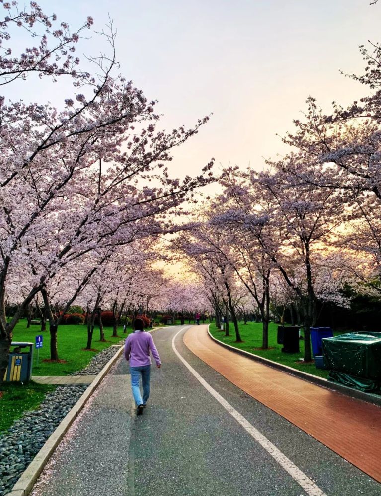 賞櫻好去處無錫金匱公園健身步道健身踏青兩齊全美美美